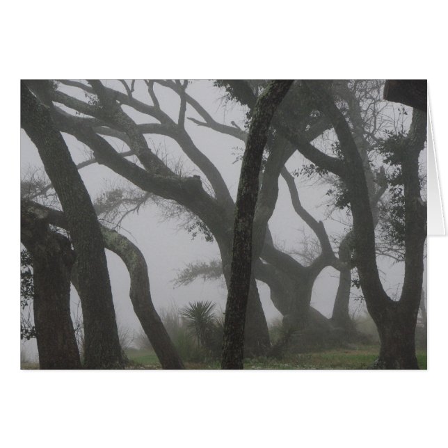 In a Fog (Front Horizontal)