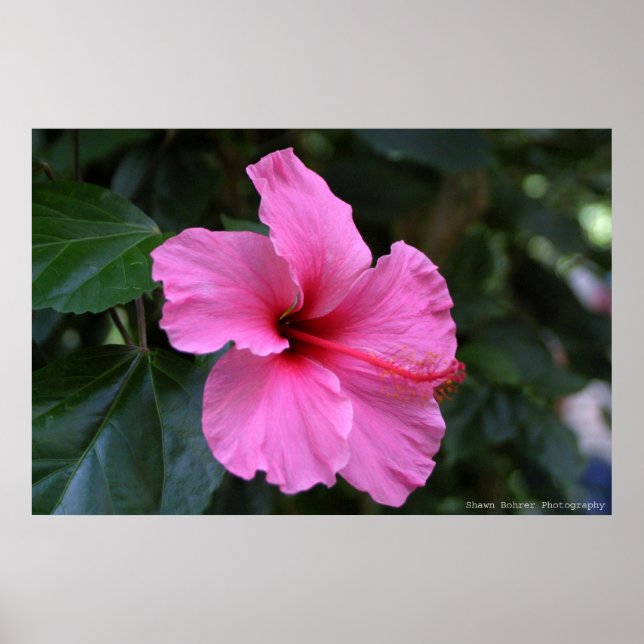 In Bloom Poster (Front)