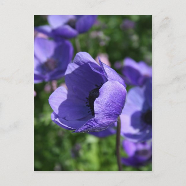In Blue Floral Photography Postcard (Front)