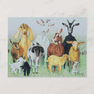 In Clover Postcard