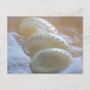In Every Delicate Swirl Postcard