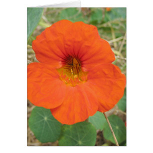 In Flander's Fields