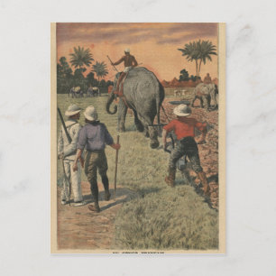 In French Congo, elephant trained to ploughing Postcard
