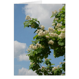 In Full Bloom
