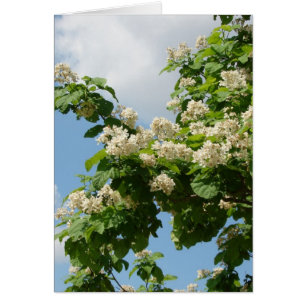 In Full Bloom
