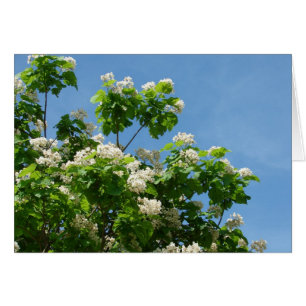 In Full Bloom