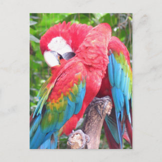 In love Parrots Postcard