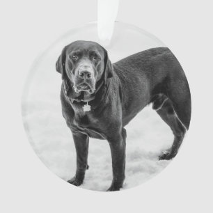 In Memory - Black Lab customizable memorial Ornament