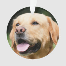 In Memory - Gold Lab customizable Memorial 