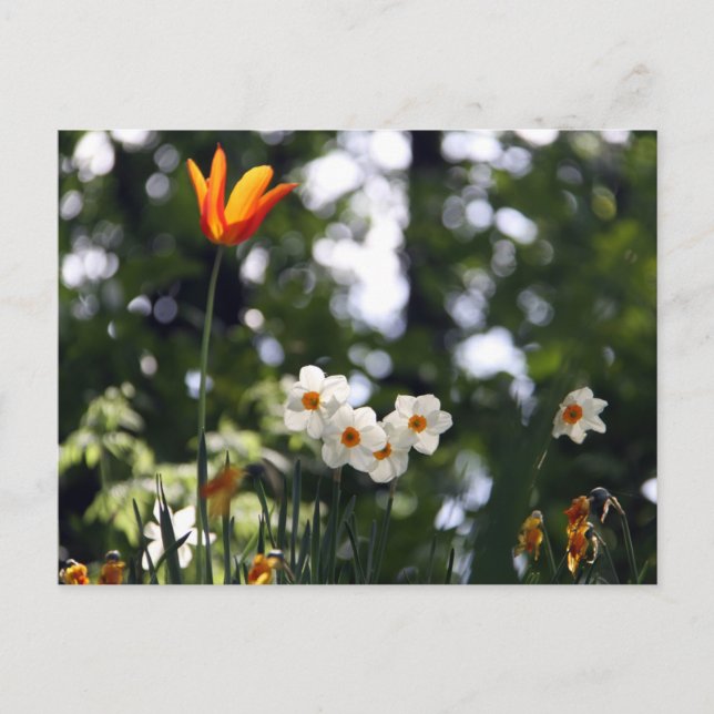 In Rememberance Postcard (Front)