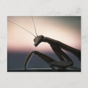 In Silhouette - Praying Mantis Postcard