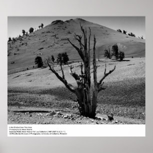 In the Bristle-Cone Pine Area by Ansel Adams Poster