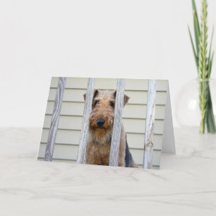 In the Doghouse Card