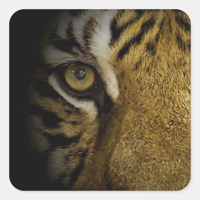 In the Eye of a Tiger Square Sticker (Front)