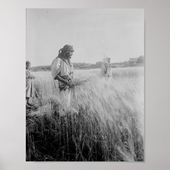 In the fields of Boaz in Bethlehem Poster (Front)
