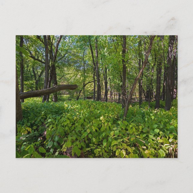 in the forest at fort snelling state park postcard (Front)