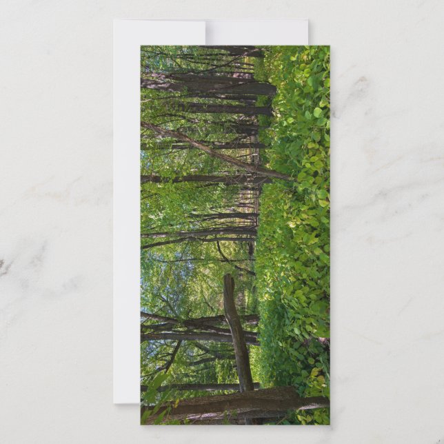 in the forest at fort snelling state park thank you card (Front)