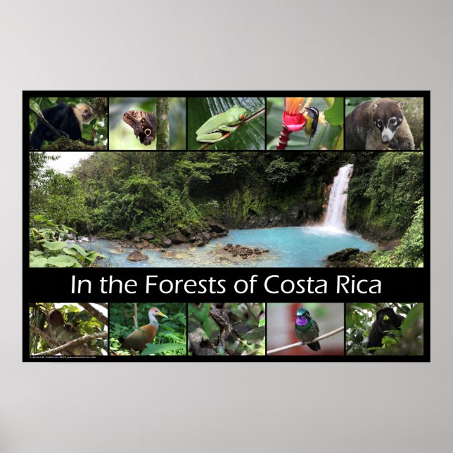In the Forests of Costa Rica Poster (Front)