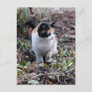 In the garden - Postcard