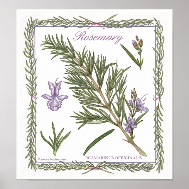 In the Garden ~ Rosemary Poster (Front)