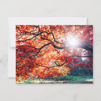 IN THE MAGICAL COLORS OF THE AUTUMN POSTCARD