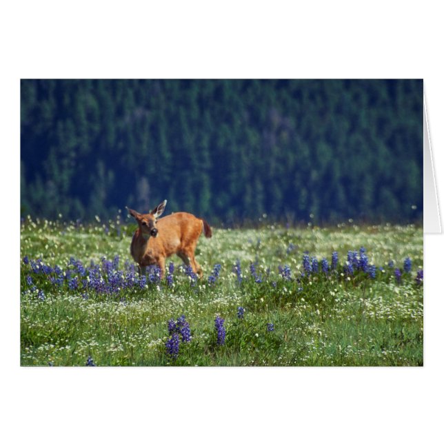 In the Meadow (Front Horizontal)