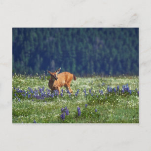 In the Meadow Postcard