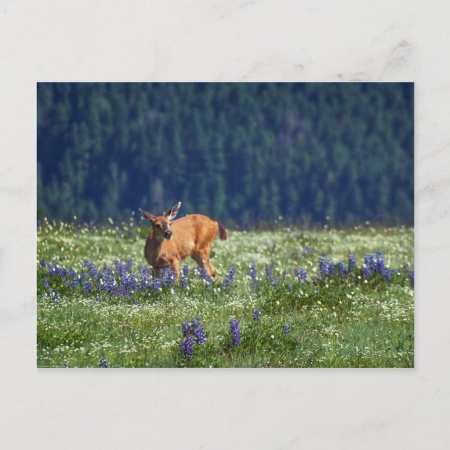 In the Meadow Postcard (Front)