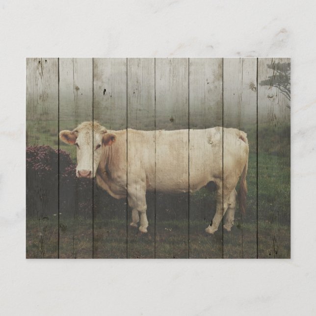 IN THE PASTURE... POSTCARD (Front)