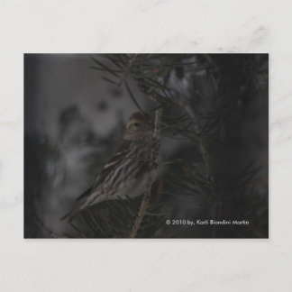 In the Pine Postcard
