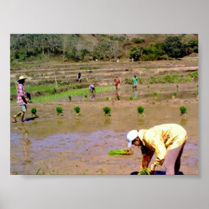 In The Rice Field - Ilocos, Philippines Poster