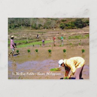 In The Rice Fields - Ilocos, Philippines Postcard