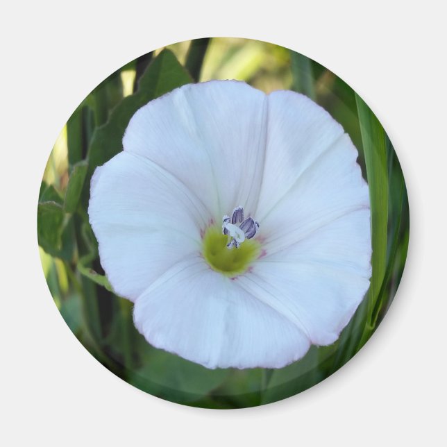 in the shade magnet (Front)