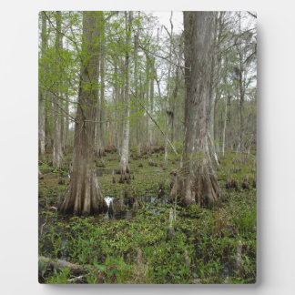 In the Swamp Plaque