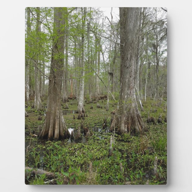 In the Swamp Plaque (Front)