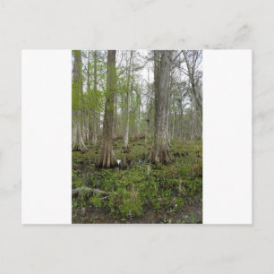 In the Swamp Postcard
