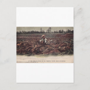 In The Tobacco Fields of Old Virginia Postcard