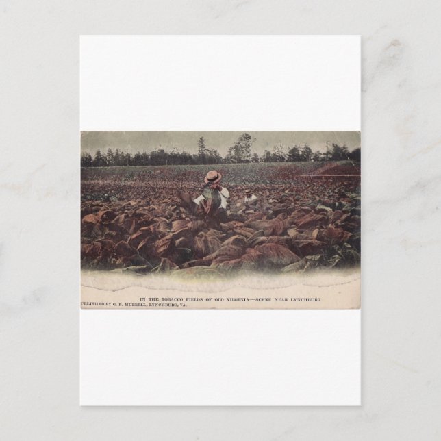 In The Tobacco Fields of Old Virginia Postcard (Front)