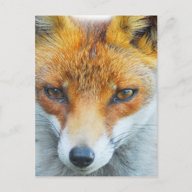 In your face vixen postcard (Front)