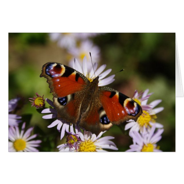 Inachis io (Front Horizontal)