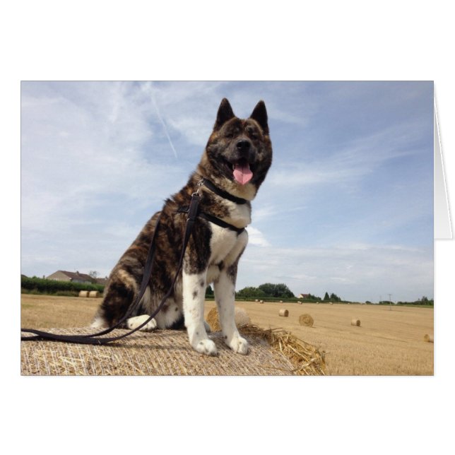 Inca in Somerset (Front Horizontal)