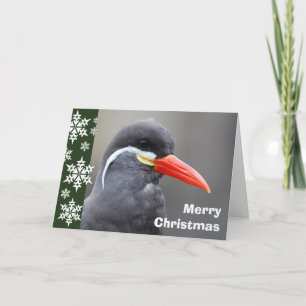 Inca Tern Christmas Card