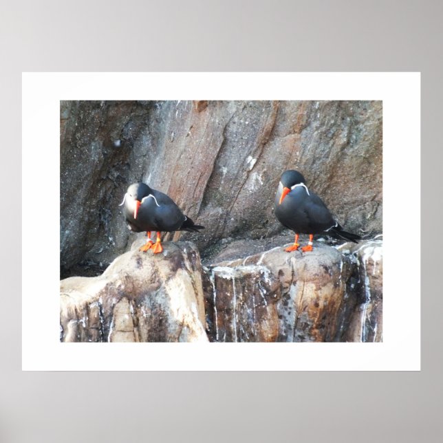 Inca terns poster (Front)