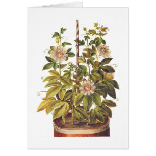 Incarnata de passiflore