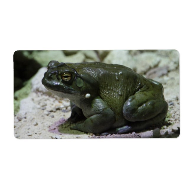 Incilius alvarius (Devant)