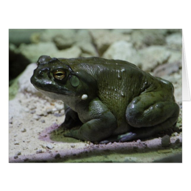 Incilius alvarius (Devant horizontal)