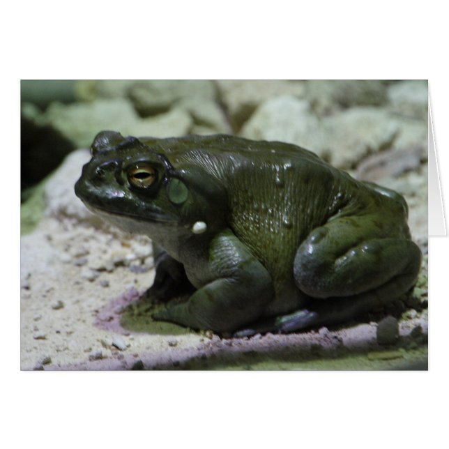 Incilius alvarius (Devant horizontal)