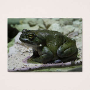 Incilius alvarius