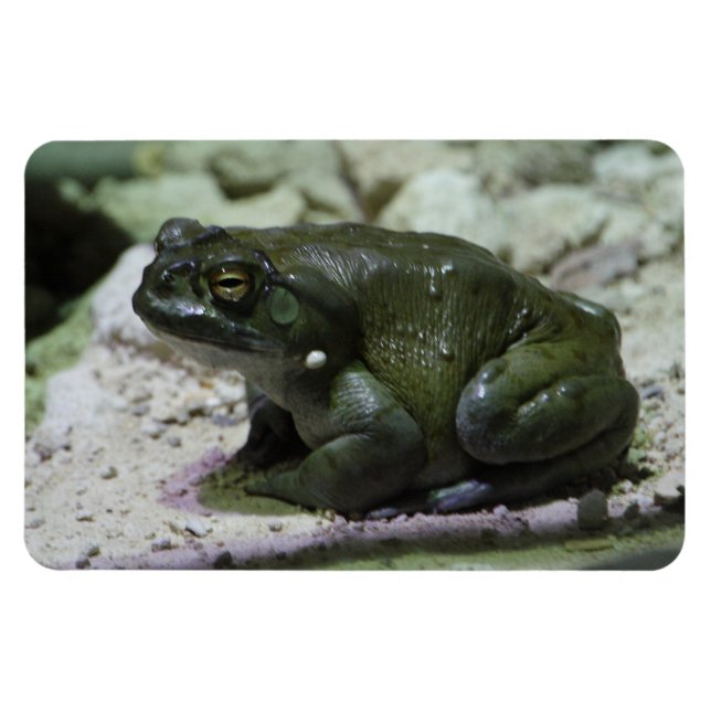 Incilius alvarius magnet (Horizontal)