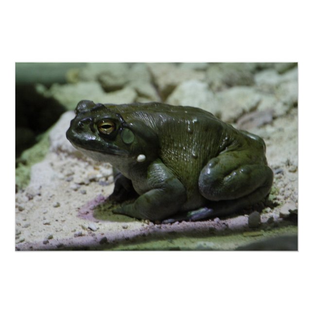 Incilius alvarius poster (Front)